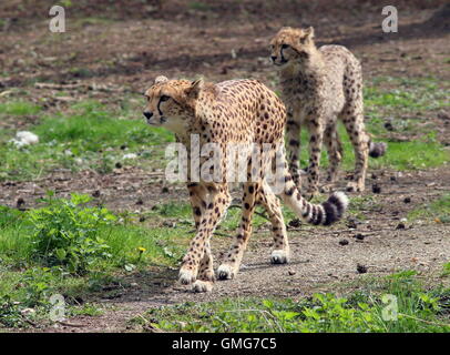 Female African Cheetah (Acinonyx jubatus) with an adolescent cub Stock Photo