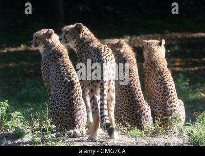Mother Cheetah (Acinonyx jubatus) with three adolescent cubs, backlit.in the evening sun Stock Photo