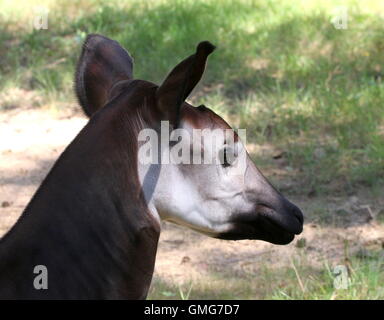 Head of a female Central African Okapi (Okapia johnstoni) Stock Photo