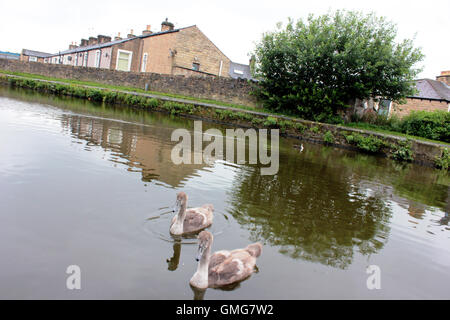 Two swan cygnets floating along the Leeds and Liverpool canal in Nelson, Lancashire Stock Photo