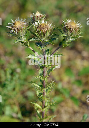 Carline Thistle - Carlina vulgaris Common Calcareous Grassland Flower Stock Photo