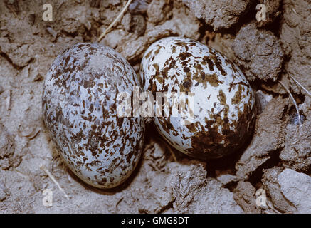 Indian Stone-curlew eggs in nest scrape, Burhinus indicus, (also called thick-knee),  Bharatpur, India Stock Photo
