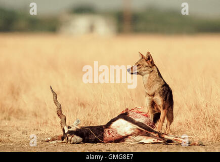Indian Jackal,(Canis aureus indicus),and Blackbuck, killed by Indian wolf, (canis lupus pallipes or canis indica),Gujarat,India Stock Photo
