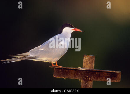Common Tern,Sterna Hirundo, with summer plumage, Hampstead Heath ponds, London, Great Britain Stock Photo