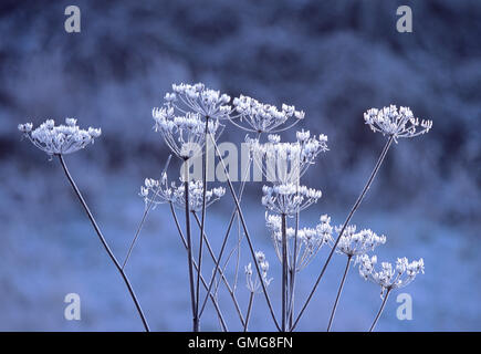 Common Hogweed, Heracleum sphondylium, covered in hoar frost, Hampstead Heath, London, Great Britain Stock Photo