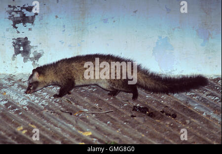 Common Palm Civet, Asian Palm Civet or Toddy Cat,(Paradoxurus hermaphroditus),on  corrugated metal roof, Rajasthan, India Stock Photo