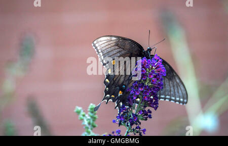Spicebush Swallowtail Butterfly #3 Feeding On Butterfly Bush Stock Photo