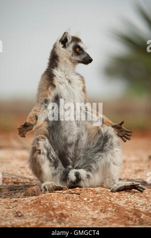 Ring Tailed Lemur Lemur catta Madagascar Stock Photo