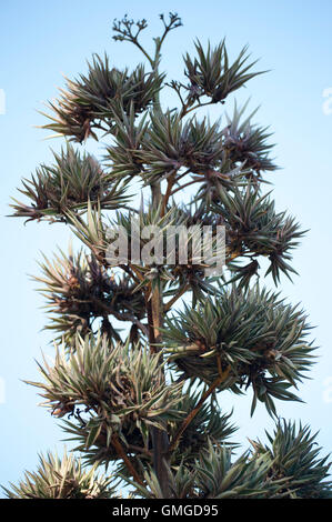 Sisal Tree Agave sisalana Madagascar Stock Photo