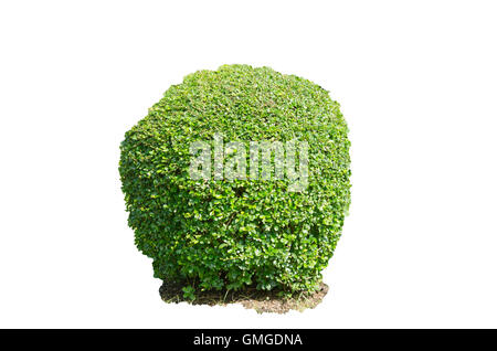 Green bush isolated on white background Stock Photo