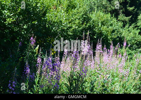 purple mountain flowers on the mountainsides and ski pistes of the French Alps near Meribel, France in the summer Stock Photo