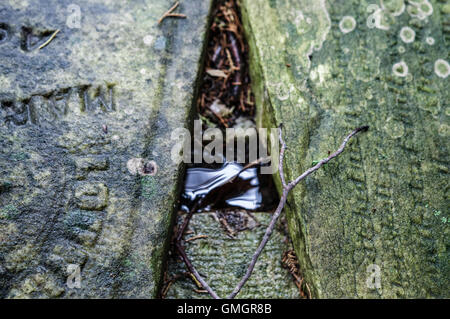 Leaf and branch in a small puddle between two old gravestones. Stock Photo