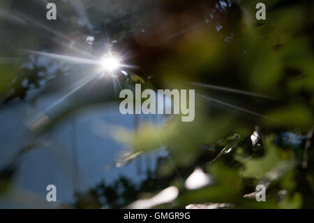 Sunlight streams through summer oak leaves at the Abbey of Gethsemani, a Trappist monastery in Kentucky Stock Photo