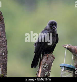 Juvenile Eurasian Jackdaw, also known as Western Jackdaw or Jackdaw, begging for food from its parent with feathers wet feathers Stock Photo