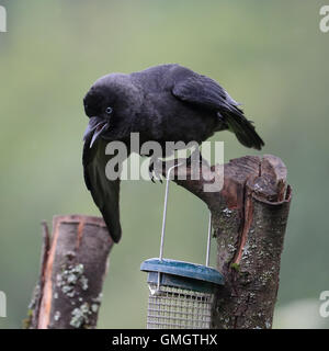 Juvenile Eurasian Jackdaw, also known as Western Jackdaw or Jackdaw, begging for food from its parent with feathers wet feathers Stock Photo