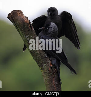 Juvenile Eurasian Jackdaw, also known as Western Jackdaw or Jackdaw, begging for food from its parent with feathers wet feathers Stock Photo