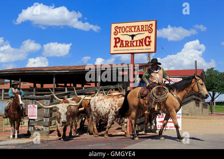 Cattle Drive, Stockyards District, Fort Worth, Texas, USA Stock Photo