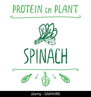 Hand Drawn Spinach Leaves Stock Vector