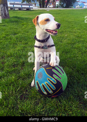 Mac (Macchiato) Cute Jack Russell Terrier Dog Just Finished Bouncing Basketball Off His Nose Crab Park, Vancouver, BC Canada -2 Stock Photo
