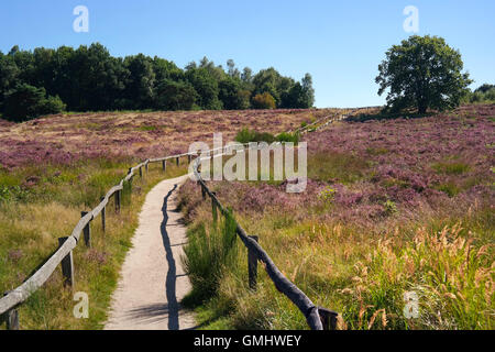 footpath in a heath landscape in Havelte, Drenthe, The Netherlands. Stock Photo