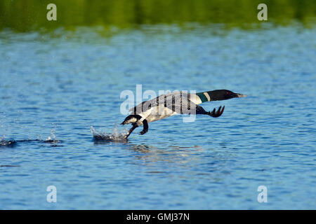 Common loon (Gavia immer) taking flight, Seney National wildlife refuge, Seney, Michigan, USA Stock Photo