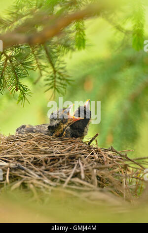 American robin (Turdus migratorius) Two fledglings in nest, Greater Sudbury, Ontario, Canada Stock Photo