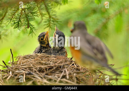 American robin (Turdus migratorius) Two fledglings in nest with parent bird, Greater Sudbury, Ontario, Canada Stock Photo