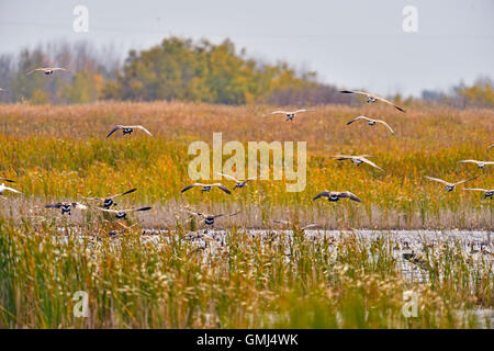 Canada goose (Branta canadensis) Flock in flight during autumn migration, Lemberg, Saskatchewan, Canada