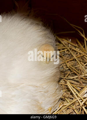 Newly hatched chick partly hidden in feathers broody Bantam hen Cotswolds UK Stock Photo