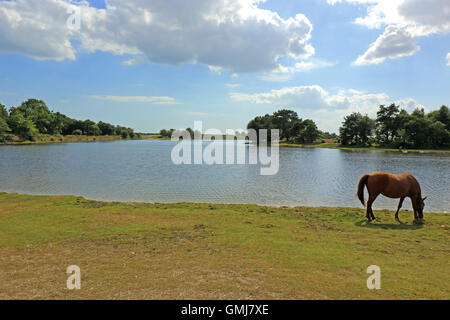 A pony grazing by the waters edge at Hatchet Pond in the New Forest Stock Photo