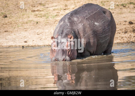 A Hippo walking into the water in the Kruger National Park, South Africa. Stock Photo