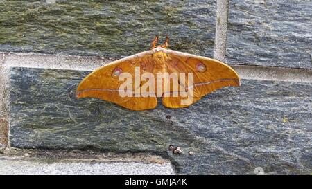 Japanese silk moth (Antheraea yamamai) on wall in Slovenia. Stock Photo