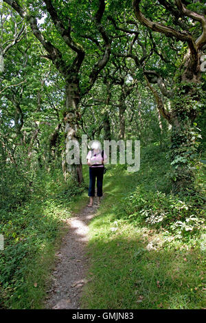 Senior woman walking on path through old oak forest Ynys-hir nature reserve near Machynlleth Wales Stock Photo