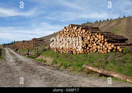 Stacks of recently felled pine logs forested area Ceredigion Mid Wales Stock Photo