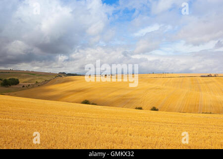 Rolling barley stubble fields on the Yorkshire wolds under a dramatic summer sky at harvest time. Stock Photo
