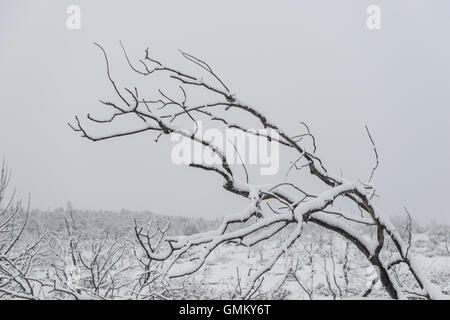 Winter branches of trees in hoarfrost on background snow and white sky Stock Photo