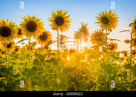 Rays of the rising sun breaking through sunflower plants field. Stock Photo