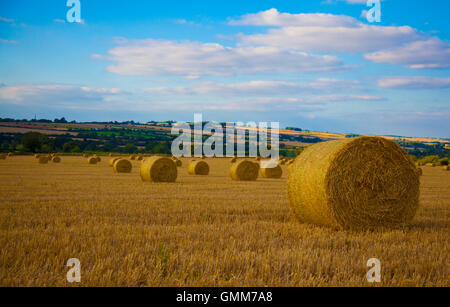 hay bales after harvesting in field on summer day Stock Photo