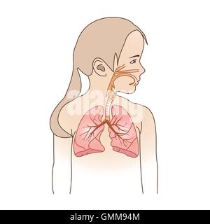 Vector Illustration of a Child Respiratory System Organs Stock Vector