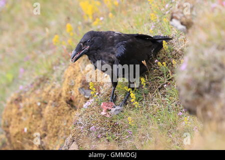 Common Raven Corvus corax   Iceland Stock Photo