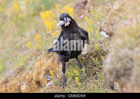 Common Raven Corvus corax   Iceland Stock Photo