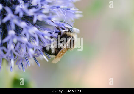 Bee covered in pollen on a purple flower Stock Photo