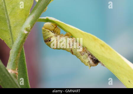 Caterpillar of the lime butterfly, papillio demoleus, at the begining of its 5th and final instar, before it morphed. Stock Photo