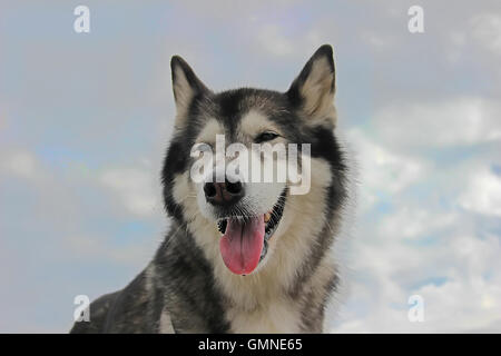 Portrait of Alaskan Malamute Stock Photo