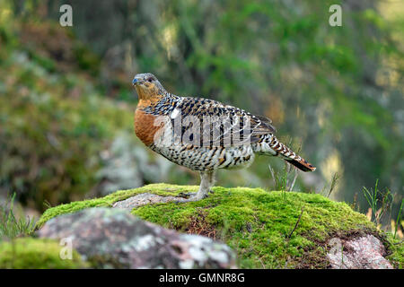 Western capercaillie (Tetrao urogallus) female in coniferous forest in spring Stock Photo