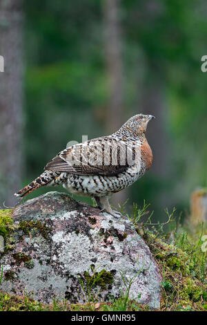 Western capercaillie (Tetrao urogallus) female in coniferous forest in spring Stock Photo