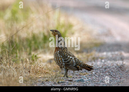Western capercaillie (Tetrao urogallus) female foraging along forest road in spring Stock Photo