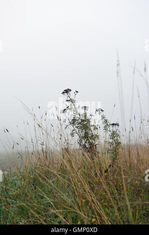 Beginning of autumn. Foggy morning on the field with dew on grass and dry tansy plants. Stock Photo