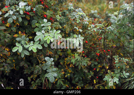 Field in foggy early morning in beginning of autumn with dew on grass and dogrose bushes. Stock Photo
