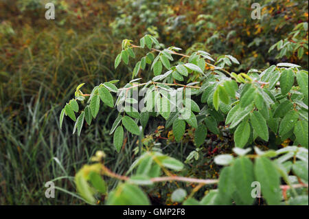 Field in foggy early morning in beginning of autumn with dew on grass and dogrose bushes. Stock Photo